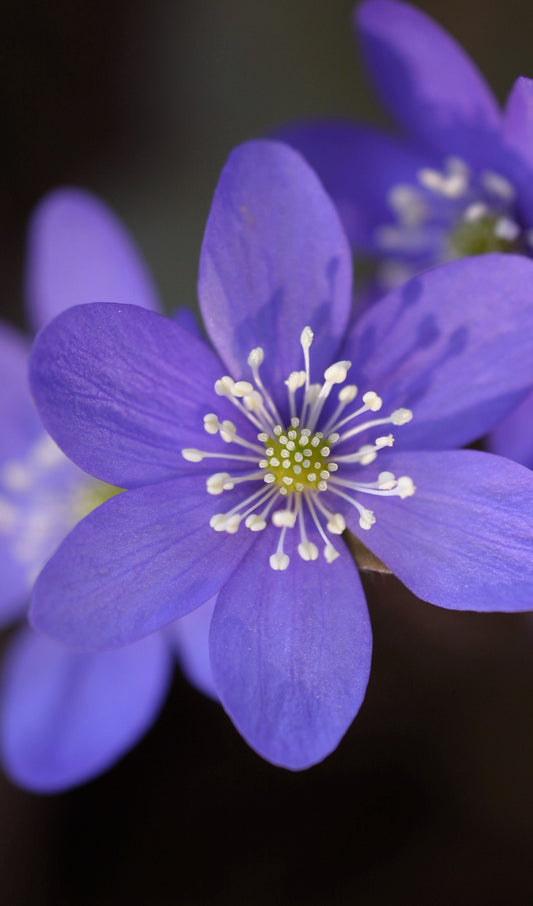 Purple Flower