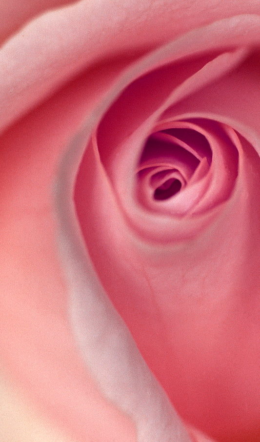 Pink Rose Detail