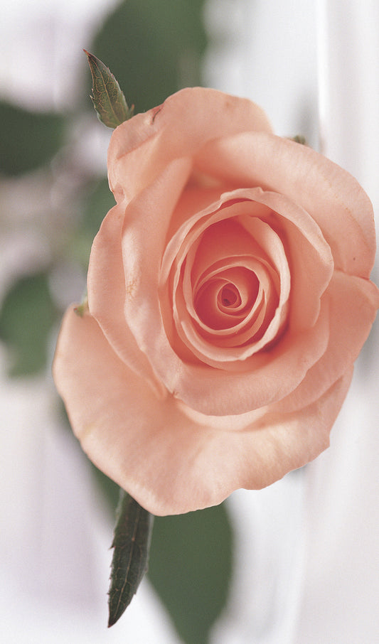 Peach Rose