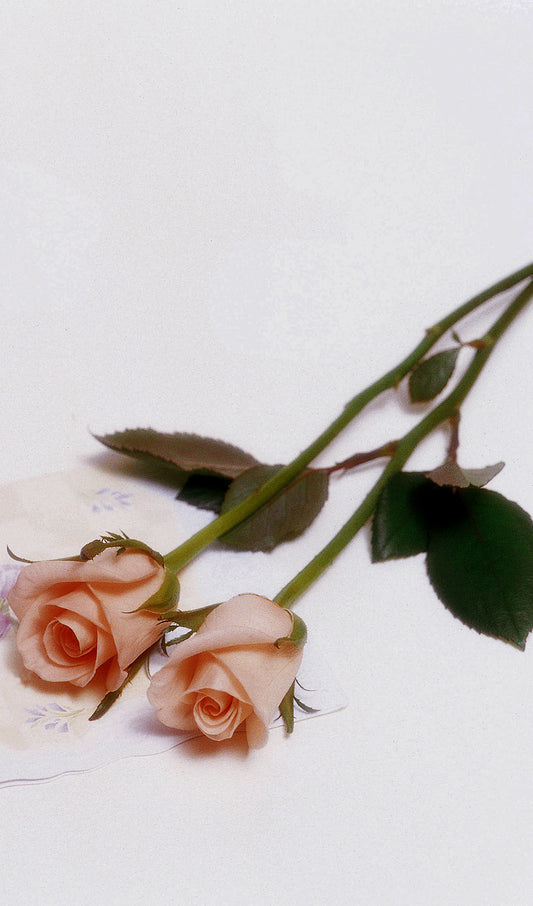 Two Pink Roses
