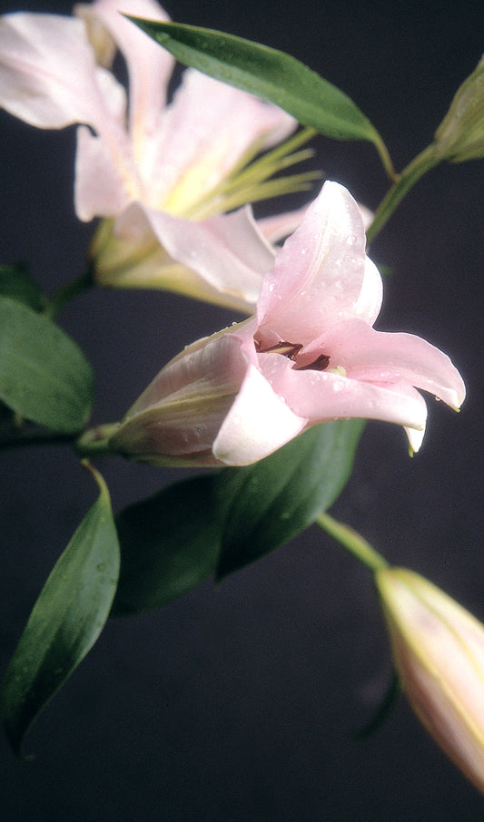 Pink Lilies