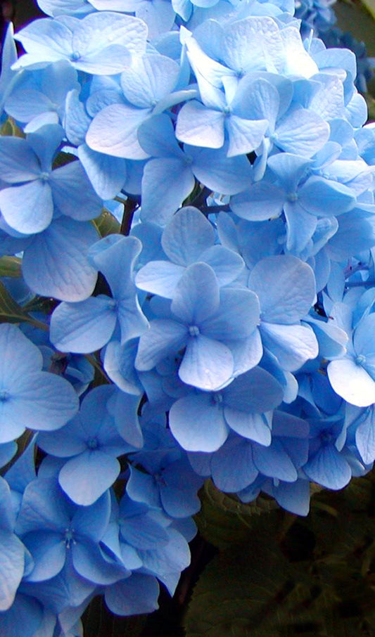 Hydrangea