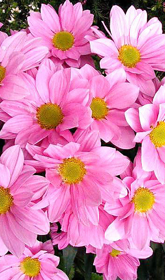 Pink Daisies
