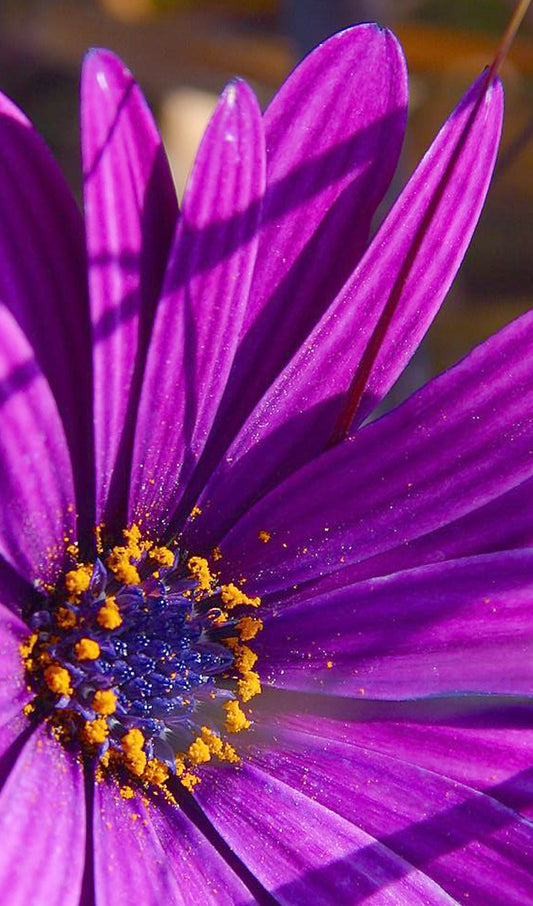Purple Flower