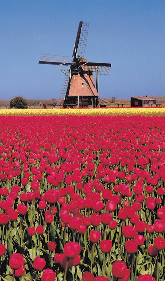Windmill and Red Tulips