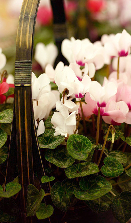 Cyclamen Basket
