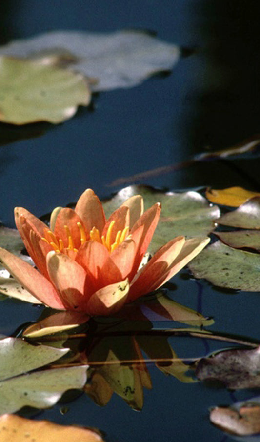 Water Lily