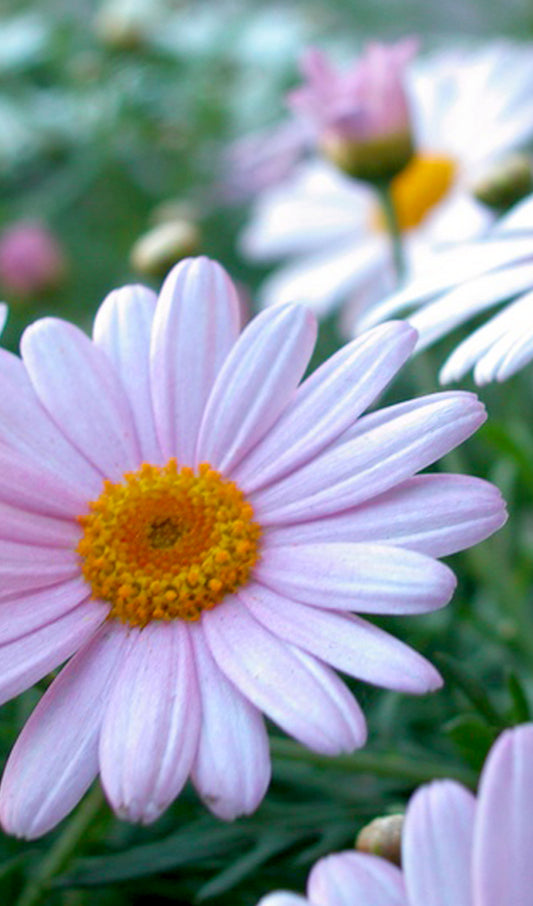 Gerber Daisies
