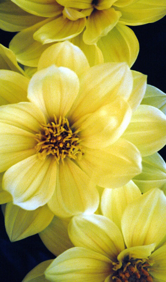 Yellow Flowers