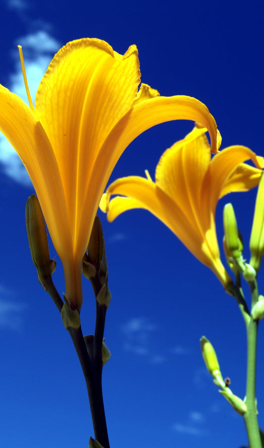 Yellow Lily