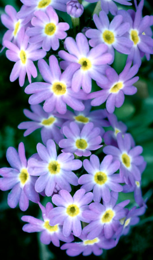 Purple Flowers