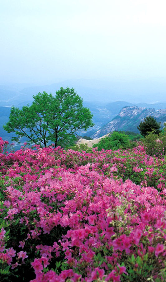 Pink Flowers