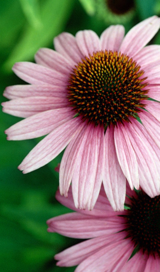 Pink Flowers