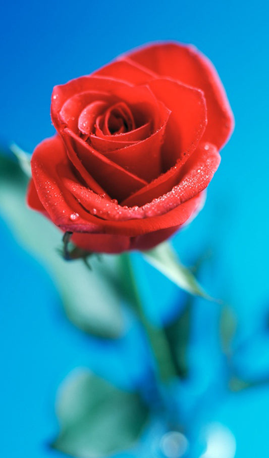 Single Red Rose