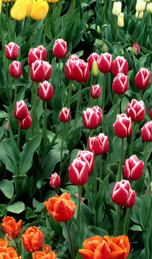 Tulips