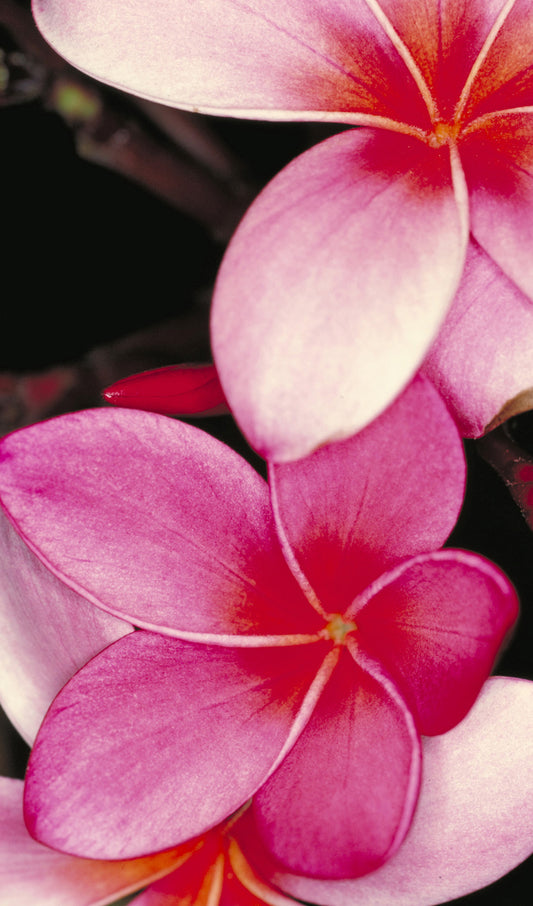 Plumeria