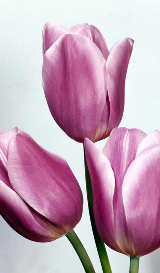 Purple Tulips