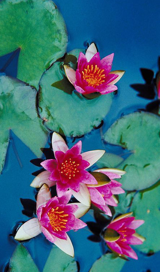 Water Lilies