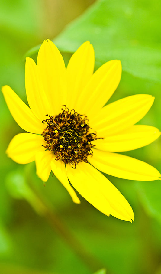 Yellow Daisy