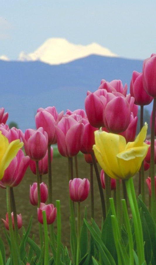 Red and Yellow Tulips