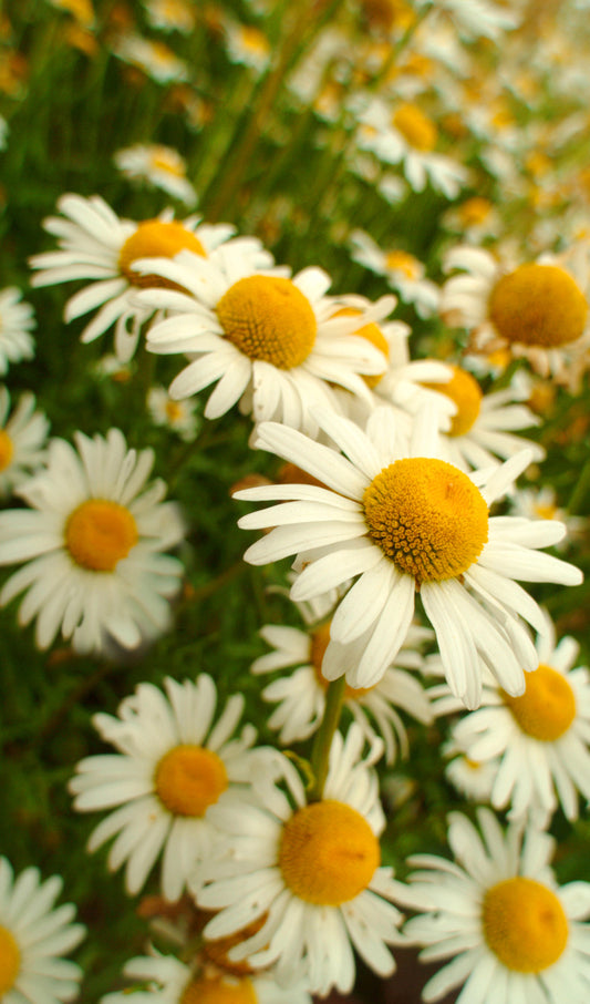 Daisies