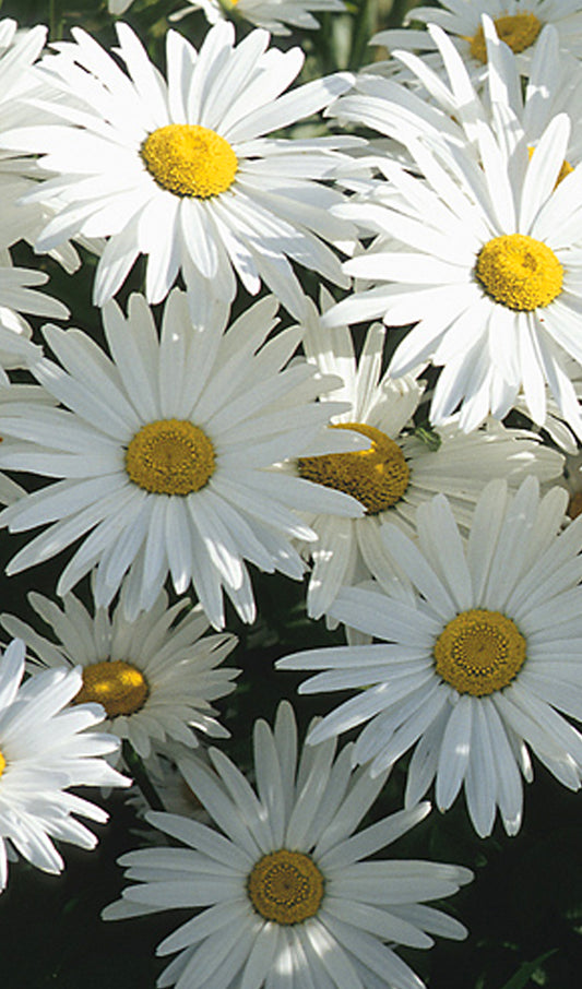 Daisies