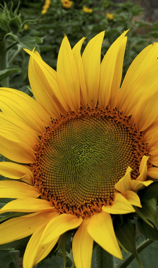 Large Sunflower