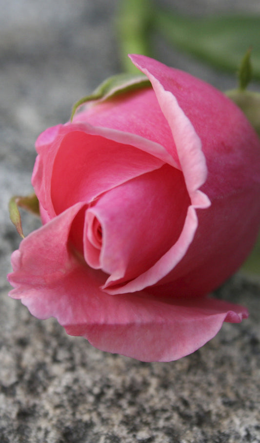 Pink Rose on Granite