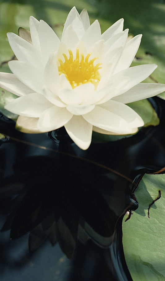 Water Lily