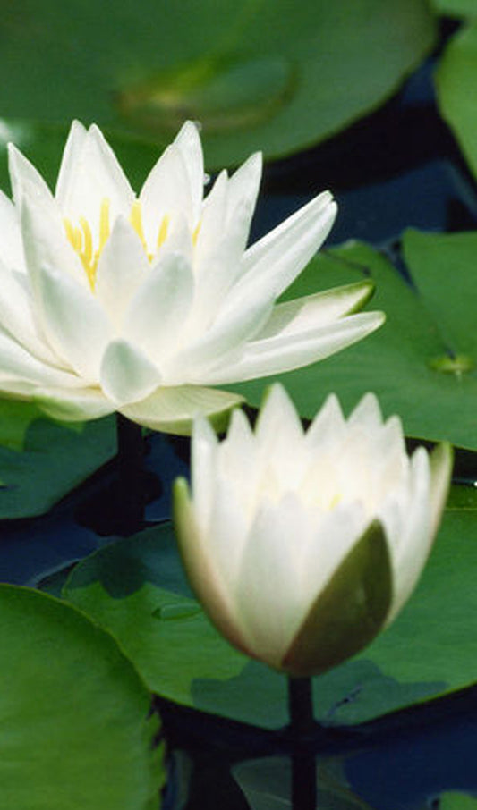 Water Lilies