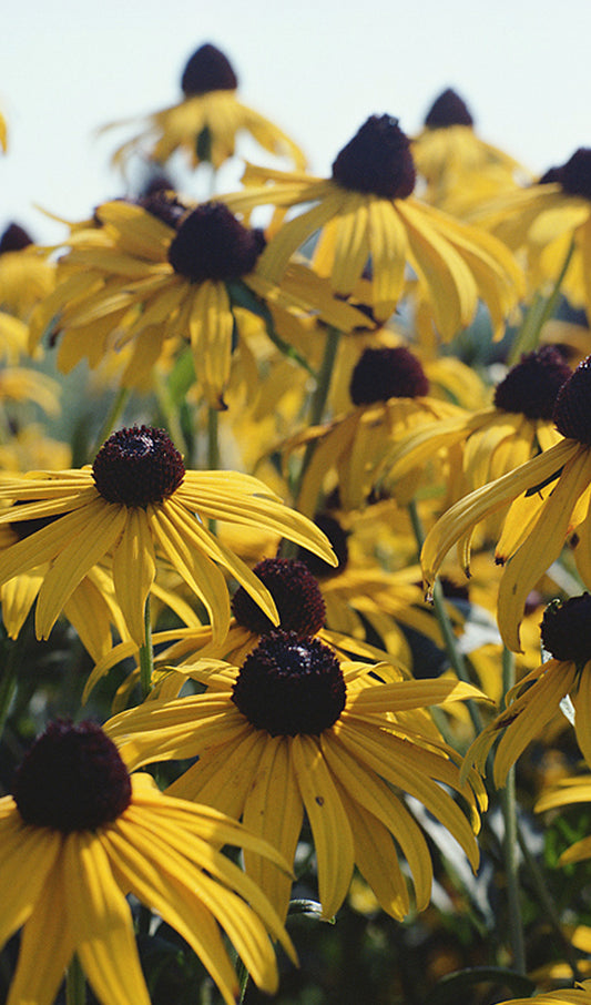 Black-Eyed Susans