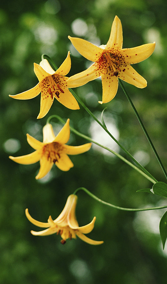 Yellow Lilies