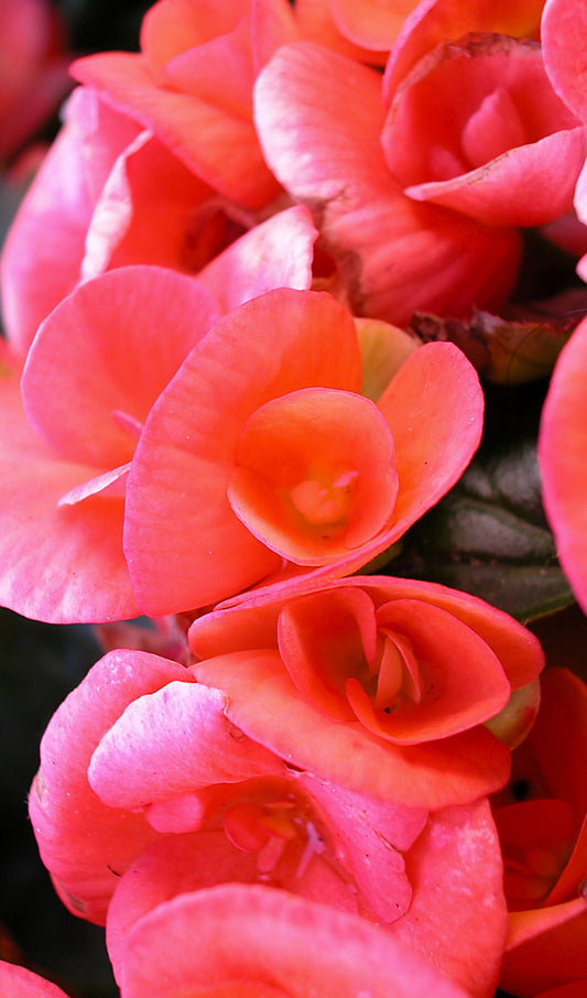 Pink Flowers