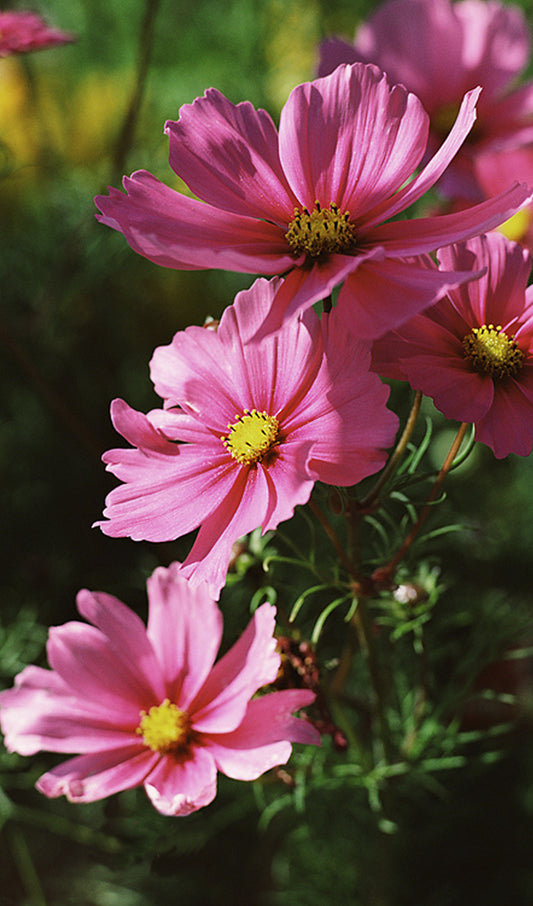 Pink Cosmos