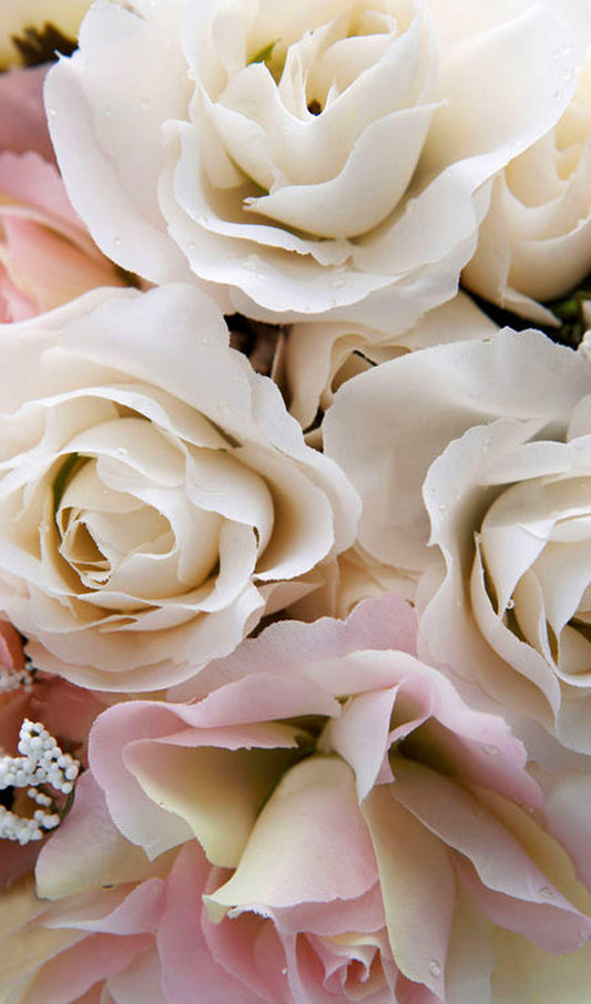 White and Pink Roses