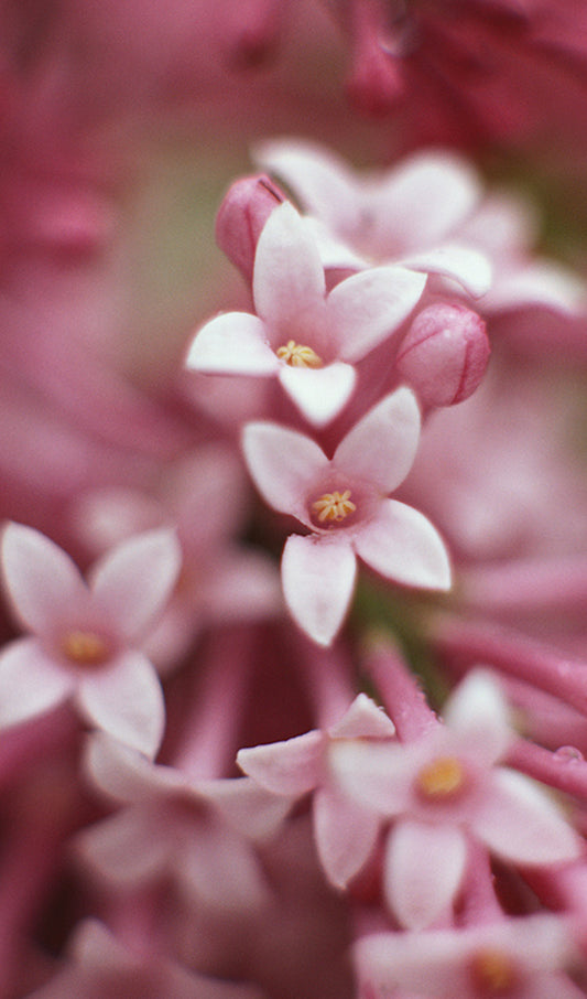 Pink Flowers