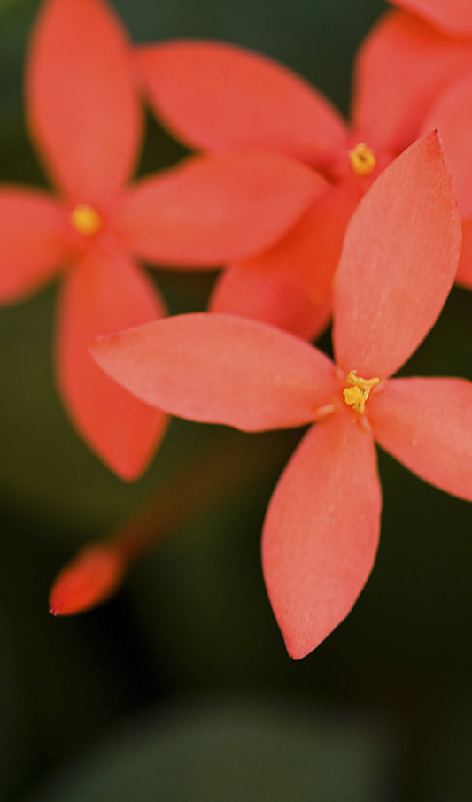 Orange Flowers