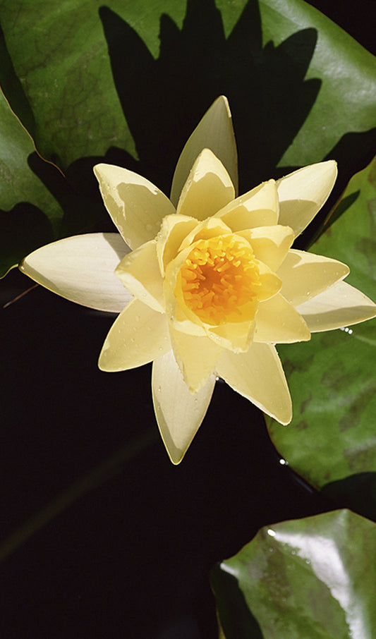 Water Lily