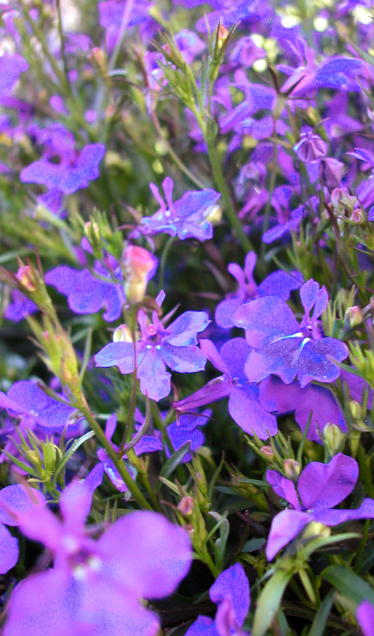 Lobelia