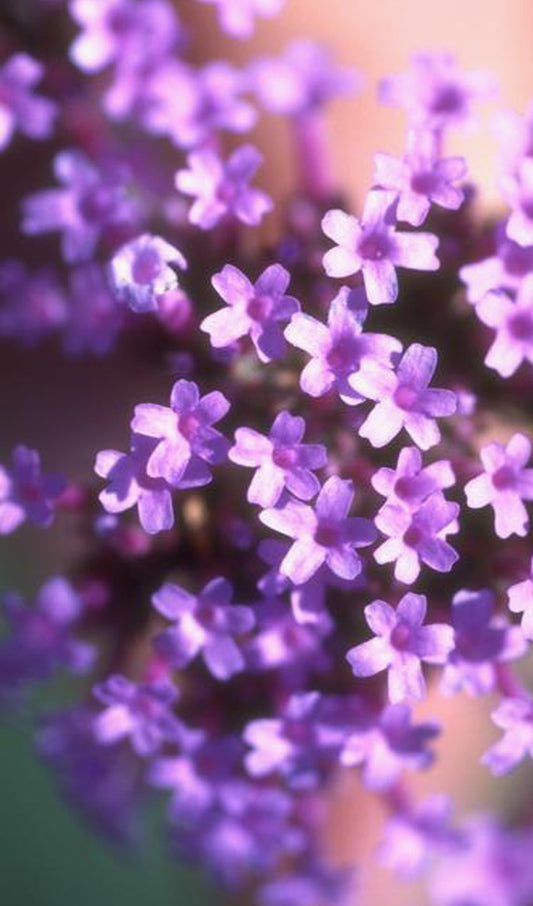 Purple Phlox