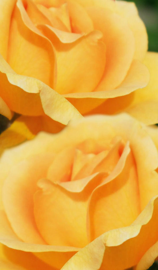 Yellow Roses