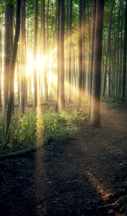 Forest Sunbeams