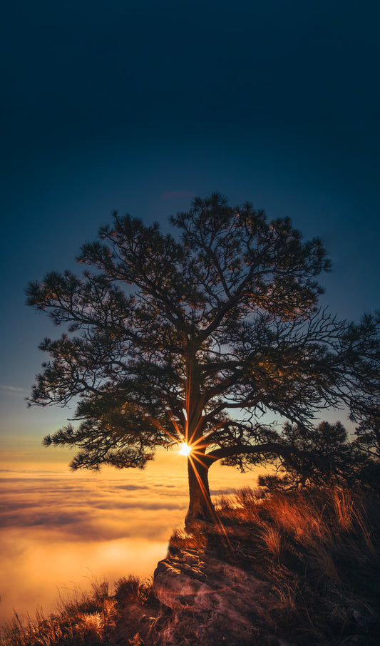 Tree at Sunrise