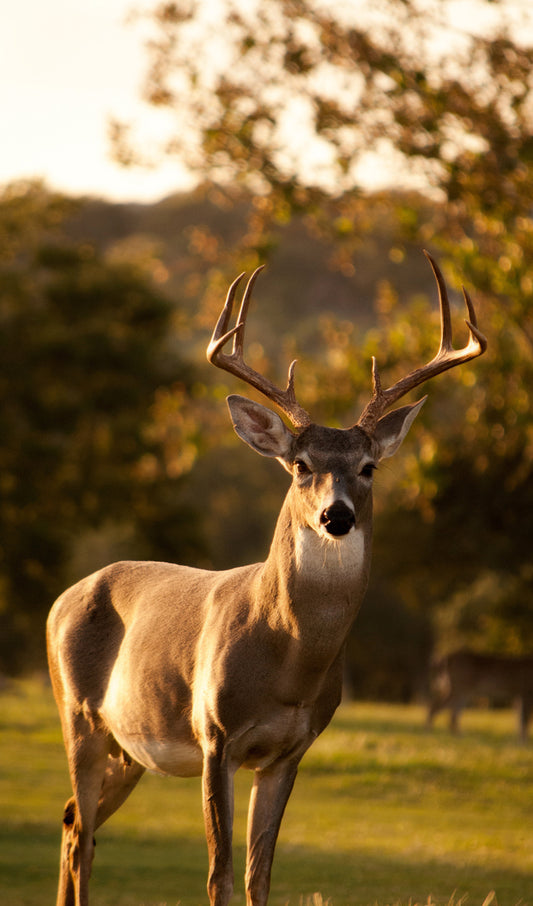 White Tail Deer