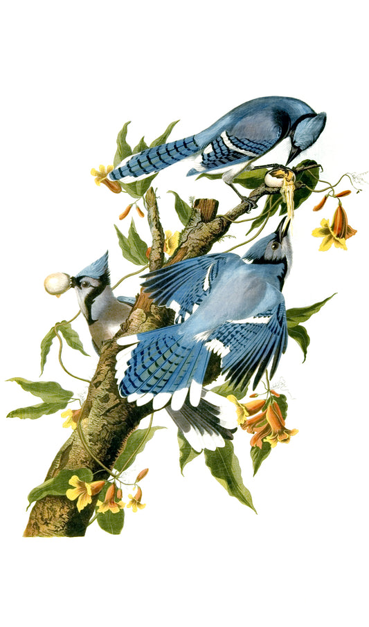 Blue Jays on a Branch Painting