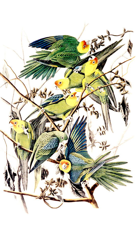 Parrots on a Tree Branch Painting