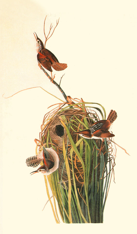 Birds on a Nest Painting
