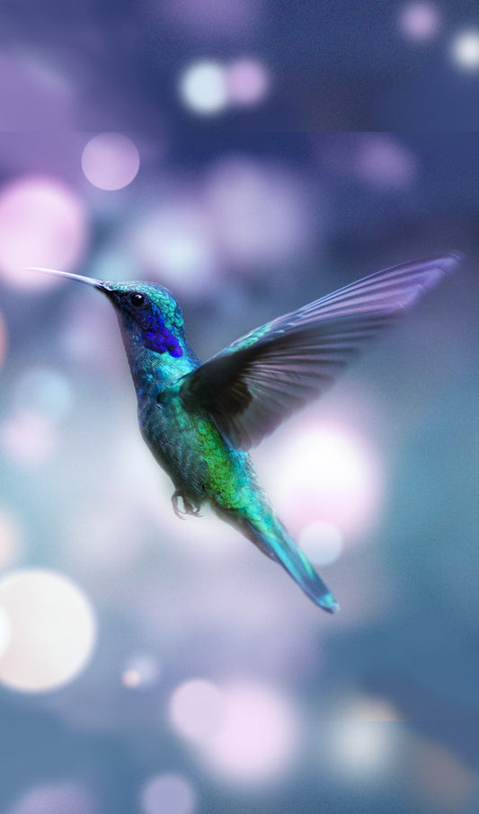 Humming Bird