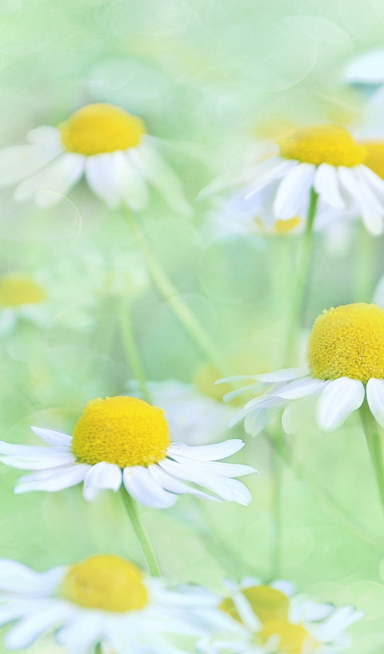 Custom Prayer Notebook