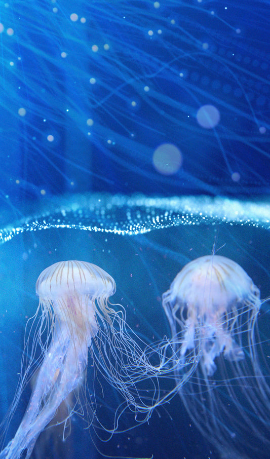 Jellyfish